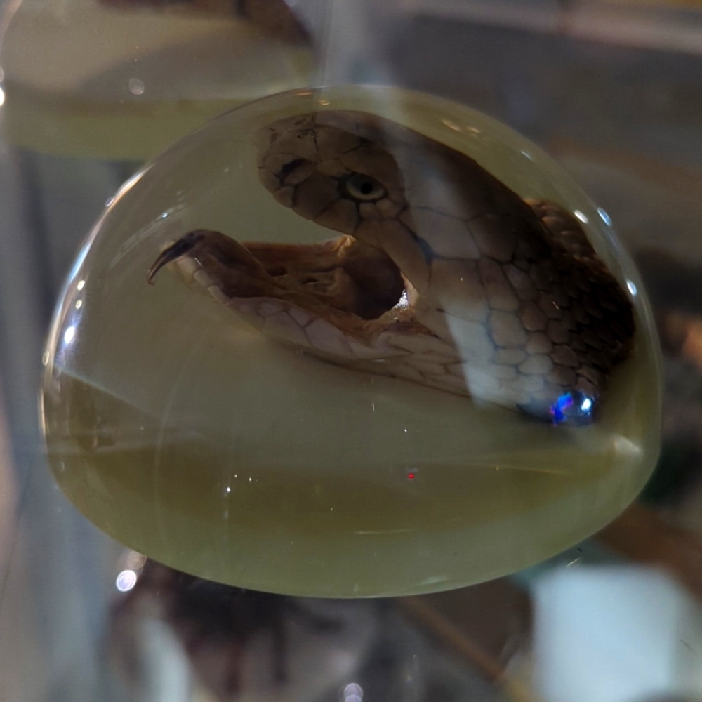 Snake Head in Resin